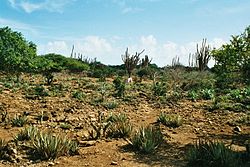 Landschaft Bonaires