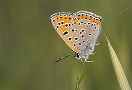 灰蝶科的曇夢灰蝶 Lycaena thersamon