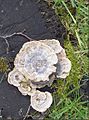 Trametes versicolor