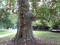 Platane (Platanus acerifolia)