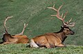Image 51The Rocky Mountain elk is the Utah state mammal. (from Utah)