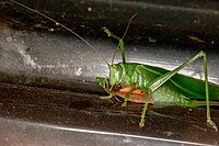 Tettigonia viridissima eating a moth