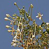 Image of panicles of the white flowers of the tree Millingtonia hortensis