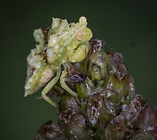 Ambush Bug (Phymata sp.)