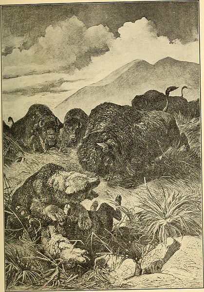 File:Animals in action; studies and stories of beasts, birds and reptiles; their habits, their homes and their peculiarities (1901) (14732408296).jpg