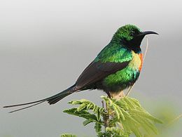 male C. p. melanogastrus Ethiopia