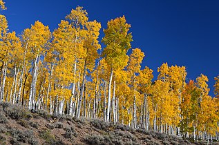 Pando, the world's largest (clonal) organism