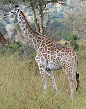 Masai giraffe