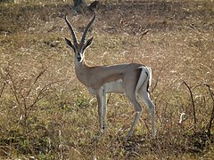 Grant's gazelle (male)