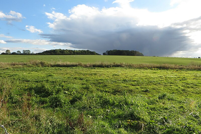 File:Grazing on the hill - geograph.org.uk - 5917899.jpg