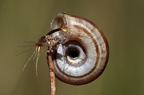 banded form, umbilical side