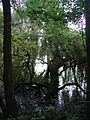 mangrovenartiges Ufer