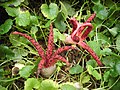 An Octopus Stinkhorn spotted in Kalmthout