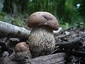 Pappel-Raufuß Leccinum duriusculum