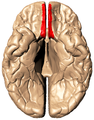 Basal surface of cerebrum. Straight gyrus is shown in red.