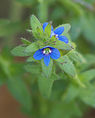 Veldereprijs (Veronica arvensis)