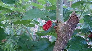 White Mulberry (Morus alba) 1.jpg