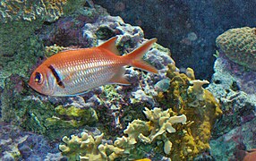 Myripristis jacobus