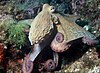 Common octopus