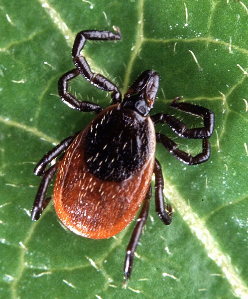 File:Adult deer tick(cropped).jpg