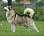 "A white and grey husky-like dog faces left. It's tail curves over it's back."