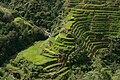 Riževe terase Banaue v mestu Ifugao na Filipinih.