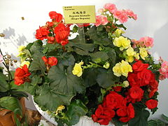 Bégonias « à fleurs » (Begonia ×hiemalis)