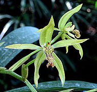 Coelogyne verrucosa