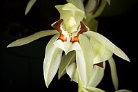 Coelogyne assamica