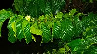 Coffea robusta flowers