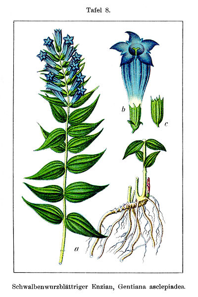 File:Gentiana asclepiadea Sturm8.jpg