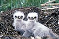 Bald eagle chicks in nest