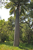 Jubaea chilensis në rritje Goleta, Kalifornia