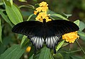 Papilio memnon, male