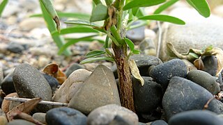 Rocky flower stem (16190996716).jpg