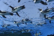 サンシャイン水族館「天空のペンギン」（東京都豊島区）