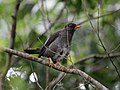 Turdus aurantius (cat.)