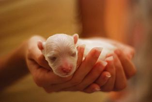 Three days old