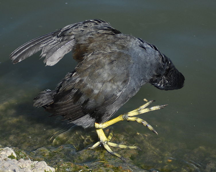 File:Moorhen preening.jpg