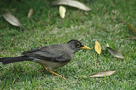 Zorzal chileno/Austral Thrush.