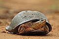 74 African helmeted turtle (Pelomedusa subrufa) uploaded by Charlesjsharp, nominated by Charlesjsharp,  15,  0,  0