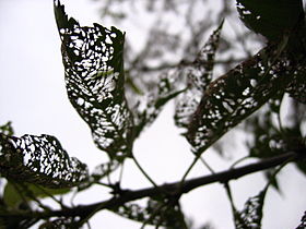 Apple tree leaves with insect damage