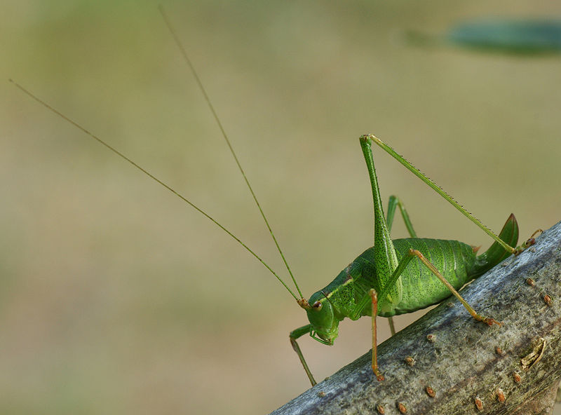 File:Bush-cricket 02 (MK).JPG