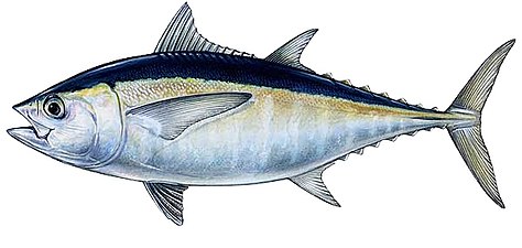 Thunnus atlanticus, atun beltza