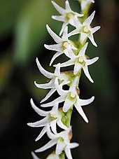 flower spike