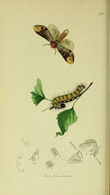 Il·lustració del British Entomology by John Curtis. Phalera bucephala