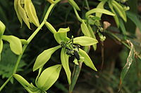 Coelogyne pandurata