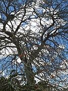 Erythrina velutina.105149.jpg