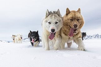 Dogsledding