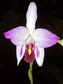 Laelia anceps